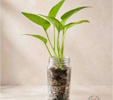Stone Jar Money Plant